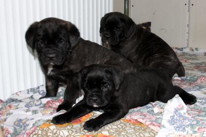 Cane Corso