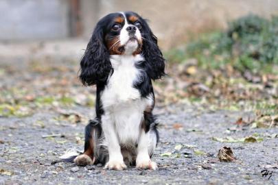 Kavalir King Charles Spaniel