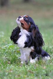 Kavalir King Charles Spaniel