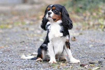 Kavalir King Charles Spaniel