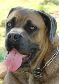 CANE CORSO ttka s PP - Prosinec 2011