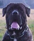 CANE CORSO ttka s PP - Prosinec 2011