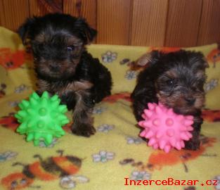 Yorkshire terrier s pp