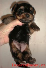 Yorkshire terrier s pp