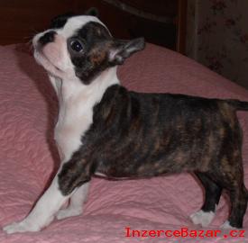 BOSTONSKY TERIR - BOSTON TERRIER