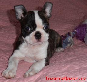 BOSTONSKY TERIR - BOSTON TERRIER