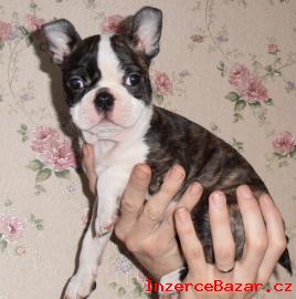 BOSTONSKY TERIR - BOSTON TERRIER