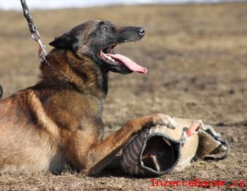 BELGICK OVK - MALINOIS