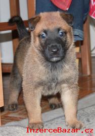 BELGICK OVK - MALINOIS