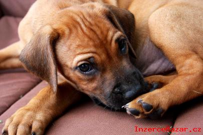 VYJIMECNY VRH- Rhodesky ridgeback