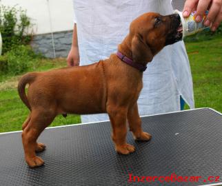 VYJIMECNY VRH- Rhodesky ridgeback