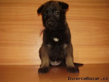 Belgick ovk malinois bez PP