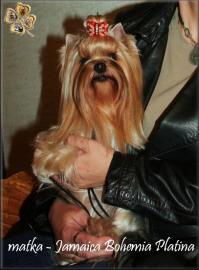 Yorkshire terrier s PP