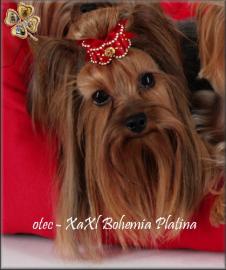 Yorkshire terrier s PP