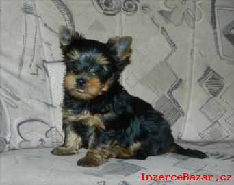 Yorkshire terrier bez PP