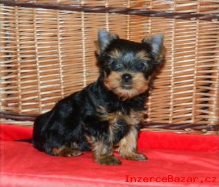 Yorkshire terrier bez PP