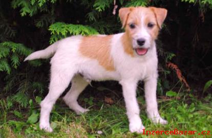 Parson Russell Terrier s PP