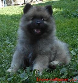 Keeshond / nmeck pic vl prodm t