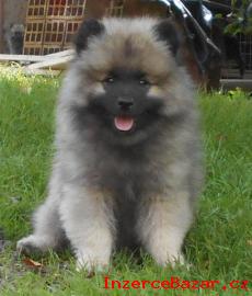 Keeshond / nmeck pic vl prodm t