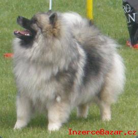 Keeshond / nmeck pic vl prodm t