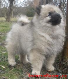 Vl pic / keeshond krsn tata s PP