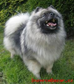 Vl pic / keeshond krsn tata s PP