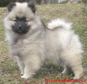 Vl pic / keeshond krsn tata s PP