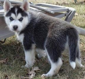 modr oi sibrsky husky teniatka