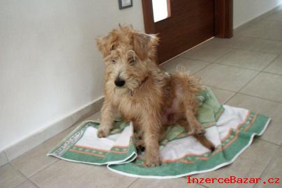 Narozen ttek - Wheaten