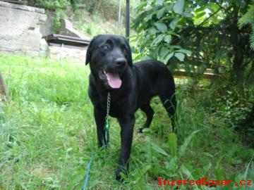 Labrador Retriever-kryt